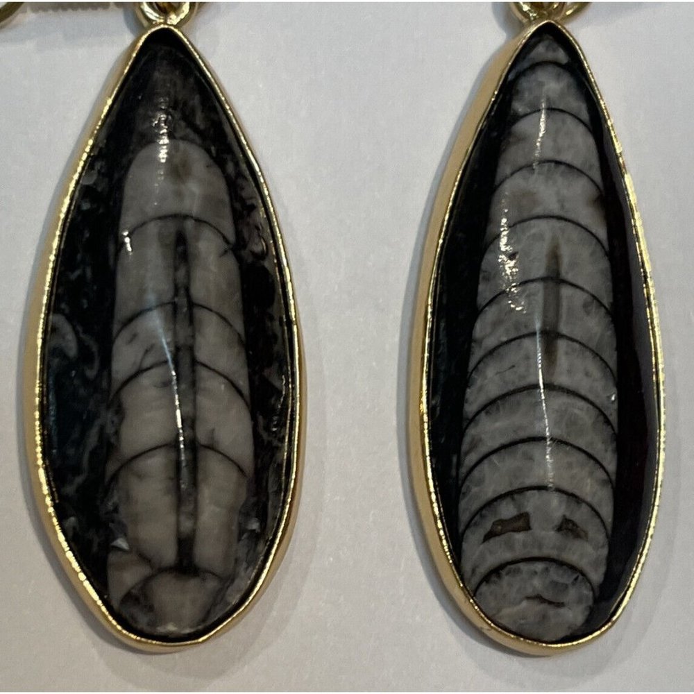 SOLD eBay Charles Albert Orthoceras Fossil Gold Tone pierced Shell earrings NWT - Picture 2 of 7